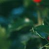 Ilex x meserveae 'Blue Maid', fruit