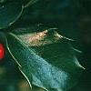 Ilex x meserveae 'Blue Maid', fruit
