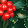 Ilex x meserveae 'Blue Maid', fruit