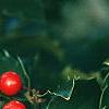 Ilex x meserveae 'Blue Maid', fruit