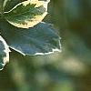 Ilex x meserveae 'Honey Maid', leaves