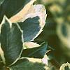 Ilex x meserveae 'Honey Maid', leaves