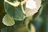 Ilex x meserveae 'Honey Maid', leaves