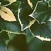 Ilex x meserveae 'Honey Maid', leaves