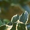 Ilex x meserveae 'Honey Maid', leaves