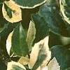 Ilex x meserveae 'Honey Maid', leaves