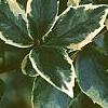 Ilex x meserveae 'Honey Maid', leaves