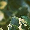 Ilex x meserveae 'Honey Maid', leaves
