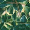 Ilex x meserveae 'Honey Maid', leaves