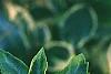 Ilex x meserveae 'Honey Maid', leaves