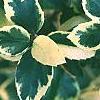 Ilex x meserveae 'Honey Maid', leaves