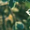 Ilex x meserveae 'Honey Maid', leaves
