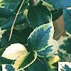 Ilex x meserveae 'Honey Maid', leaves