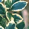 Ilex x meserveae 'Honey Maid', leaves