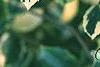 Ilex x meserveae 'Honey Maid', leaves