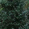Ilex x 'Mary Nell', habit