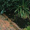 Ilex x 'Mary Nell', habit