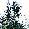 Ilex x 'Mary Nell', habit