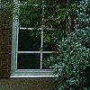 Ilex x 'Mary Nell', habit