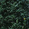 Ilex x 'Mary Nell', habit