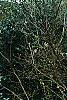 Ilex x 'Mary Nell', habit