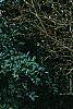 Ilex x 'Mary Nell', habit