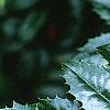 Ilex x 'Mary Nell', leaves