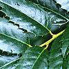 Ilex x 'Mary Nell', leaves