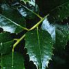 Ilex x 'Mary Nell', leaves