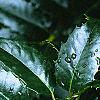 Ilex x 'Mary Nell', leaves