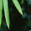 Ilex x 'Mary Nell', leaves