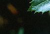 Ilex x 'Mary Nell', leaves