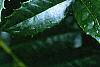 Ilex x 'Mary Nell', leaves