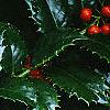 Ilex x 'Mary Nell', leaves