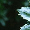 Ilex x 'Mary Nell', leaves