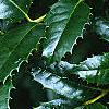 Ilex x 'Mary Nell', leaves