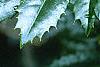 Ilex x 'Mary Nell', leaves