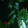 Ilex x 'Mary Nell', fruit