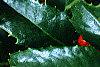 Ilex x 'Mary Nell', fruit