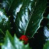 Ilex x 'Mary Nell', fruit