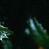 Ilex x 'Mary Nell', fruit