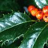 Ilex x 'Mary Nell', fruit