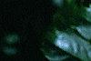 Ilex x 'Mary Nell', fruit