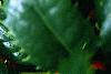 Ilex x 'Mary Nell', fruit