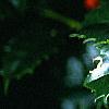 Ilex x 'Mary Nell', fruit