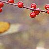 Ilex montana, fruit