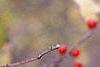 Ilex montana, fruit