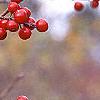 Ilex montana, fruit