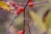 Ilex montana, fruit