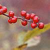 Ilex montana, fruit